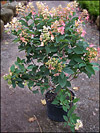 Pink Diamond Hydrangea